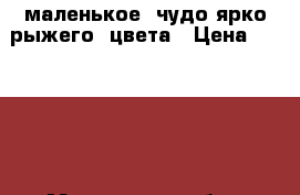 маленькое  чудо ярко рыжего  цвета › Цена ­ 10 000 - Московская обл., Москва г. Животные и растения » Собаки   